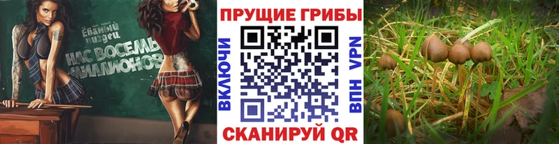 купить закладку  Кувшиново  Галлюциногенные грибы прущие грибы 